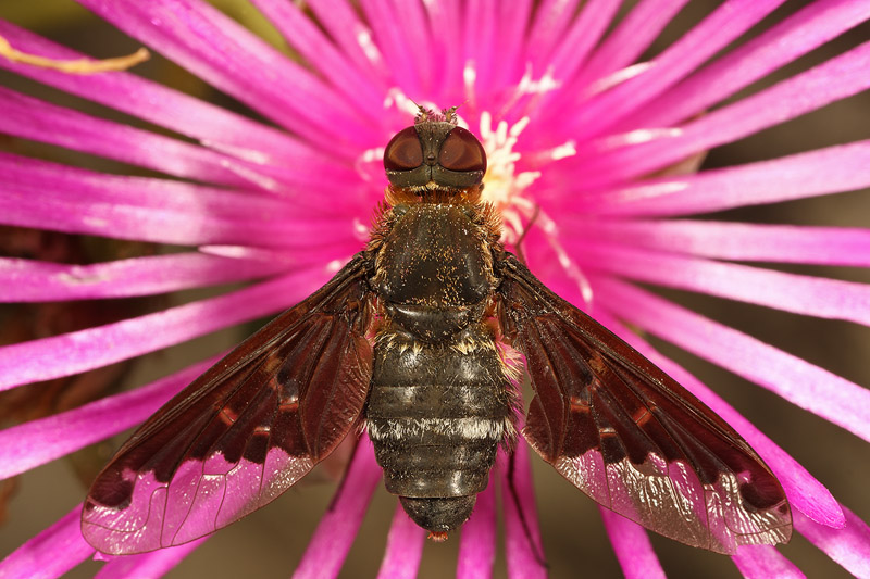 Hemipenthes velutina (Bombyliidae)